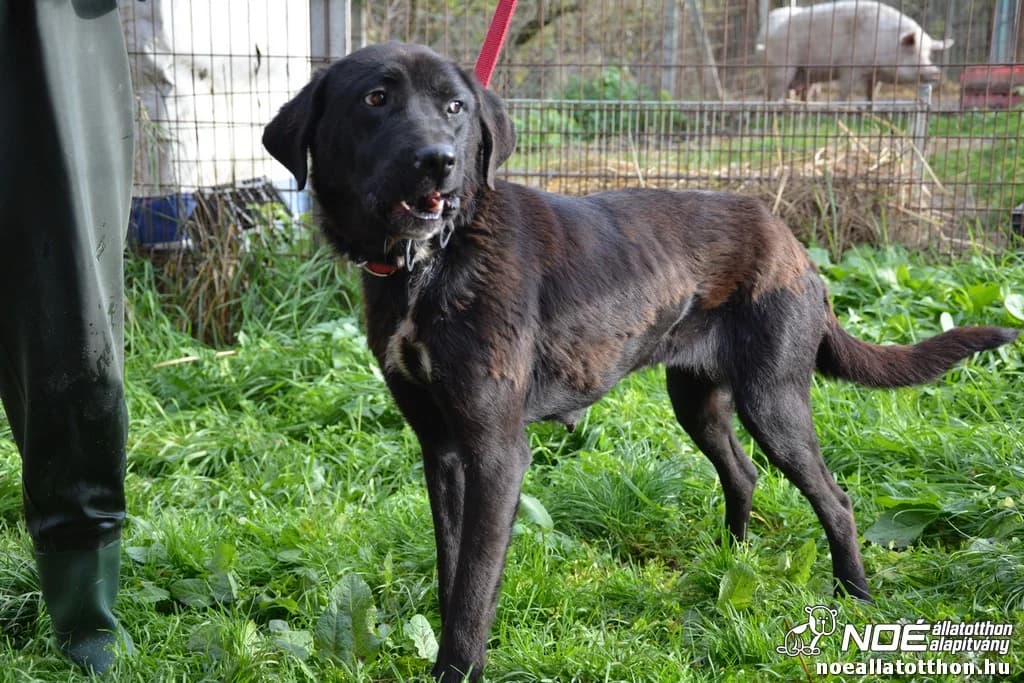 Isaboo, female 7yo Mixed Breed for adoption at Noah Tierheim Ungarn
