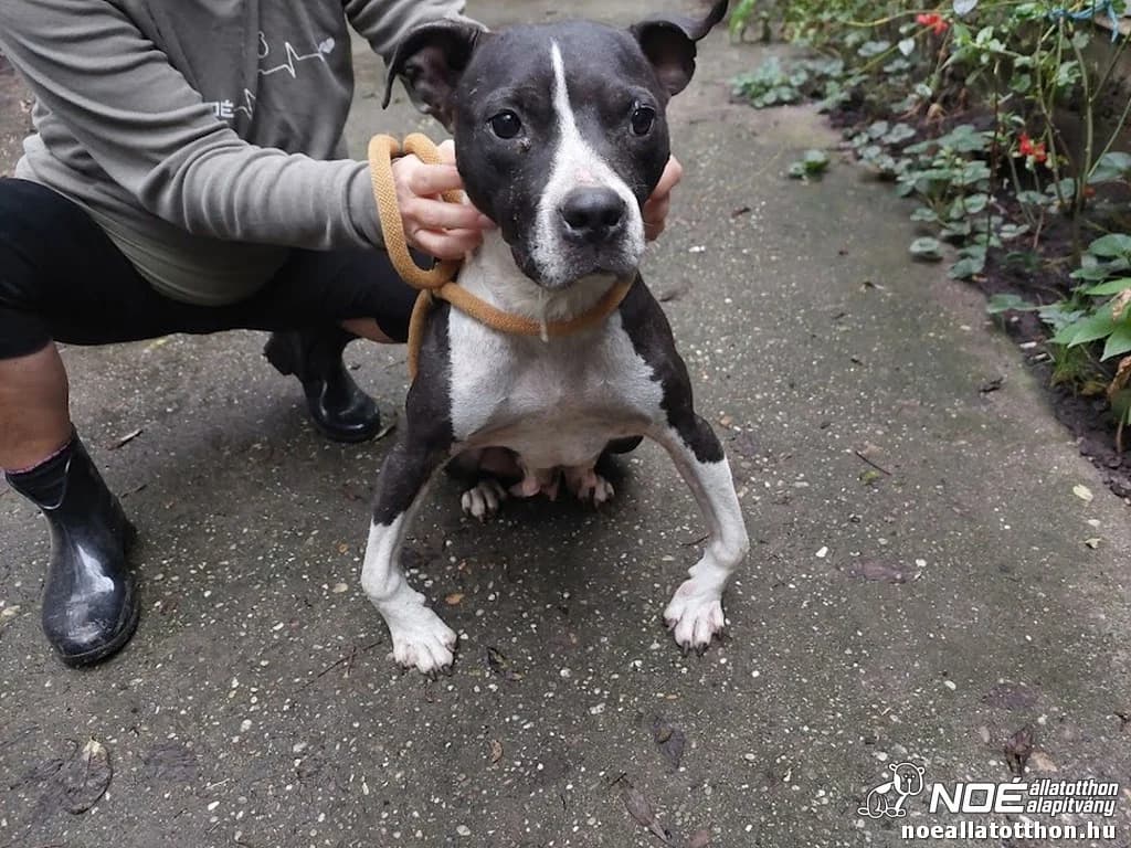 Karika, female senior Mixed Breed for adoption at Noah Tierheim Ungarn