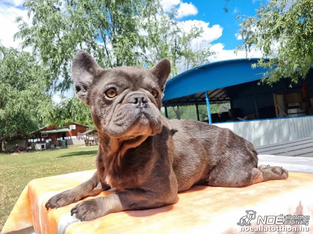 Kitty, female 7yo French Bulldog for adoption at Noah Tierheim Ungarn