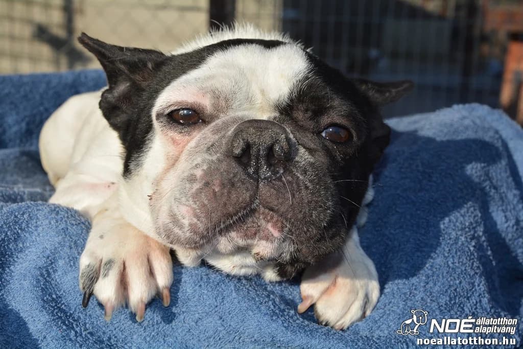 Lola, female senior French Bulldog for adoption at Noah Tierheim Ungarn