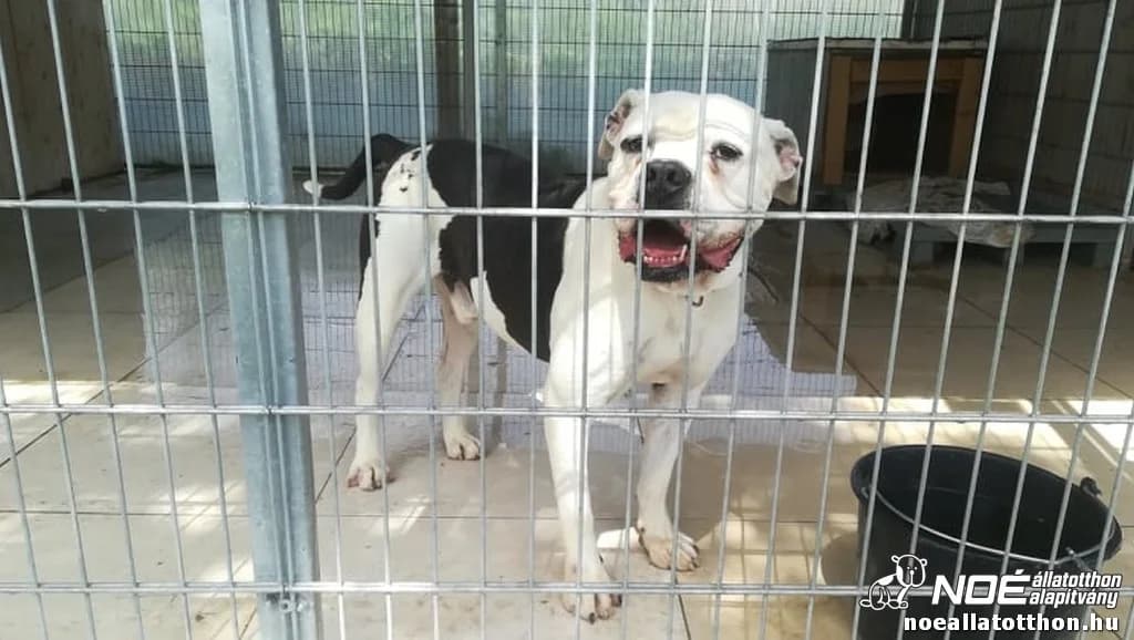Luis, male senior Mixed Breed for adoption at Noah Tierheim Ungarn