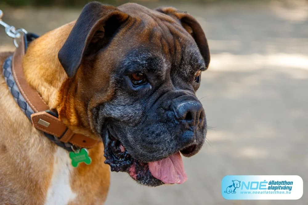 Magnus, male senior mixed breed for adoption at Noah Tierheim Ungarn