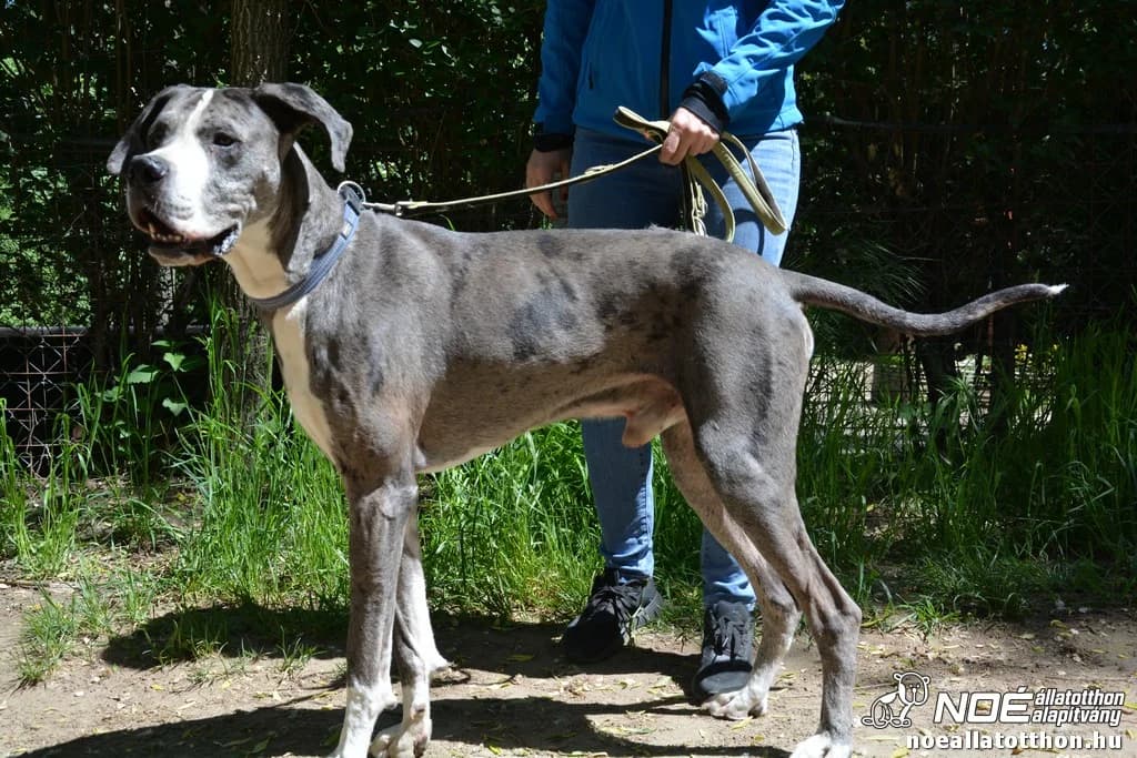Márki, male 6yo Great Dane for adoption at Noah Tierheim Ungarn