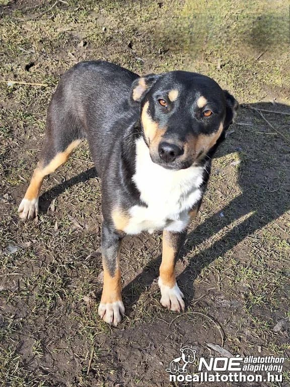 Mátrix, female 3yo Mixed Breed for adoption at Noah Tierheim Ungarn