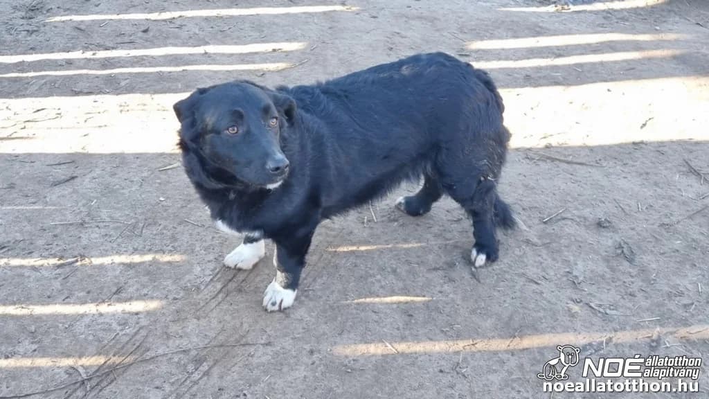 Michael, weiß male 3yo Mixed Breed for adoption at Noah Tierheim Ungarn
