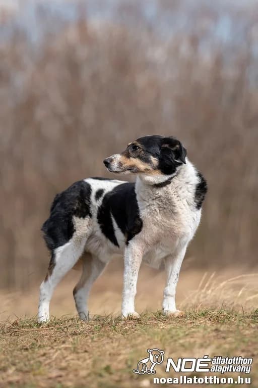 Nyertes, male senior Mixed Breed for adoption at Noah Tierheim Ungarn