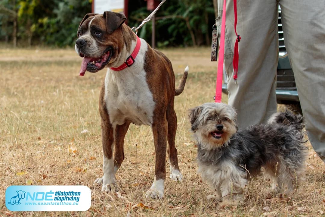 Pogácsa, female senior mixed breed for adoption at Noah Tierheim Ungarn