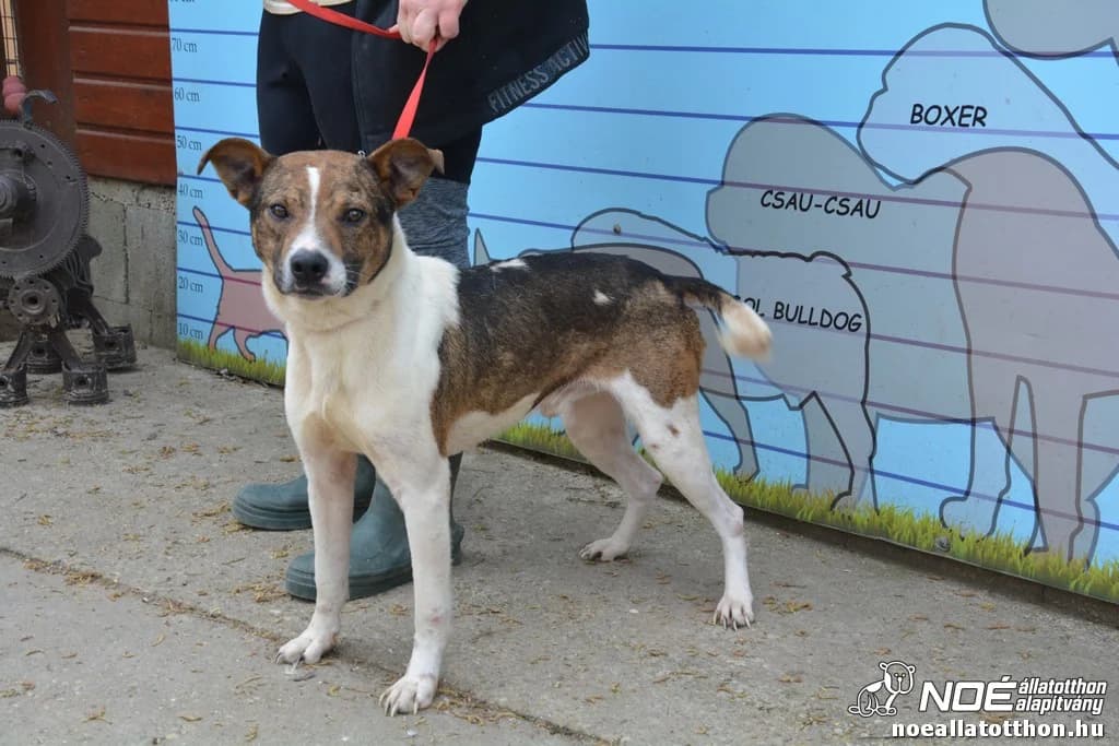 Pongor, braun male 6yo Mixed Breed for adoption at Noah Tierheim Ungarn