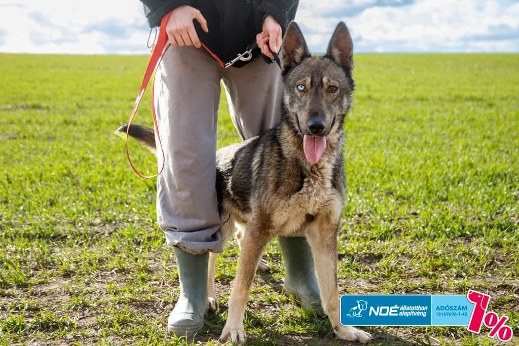 Sheldon, male young Mixed Breed for adoption at Noah Tierheim Ungarn