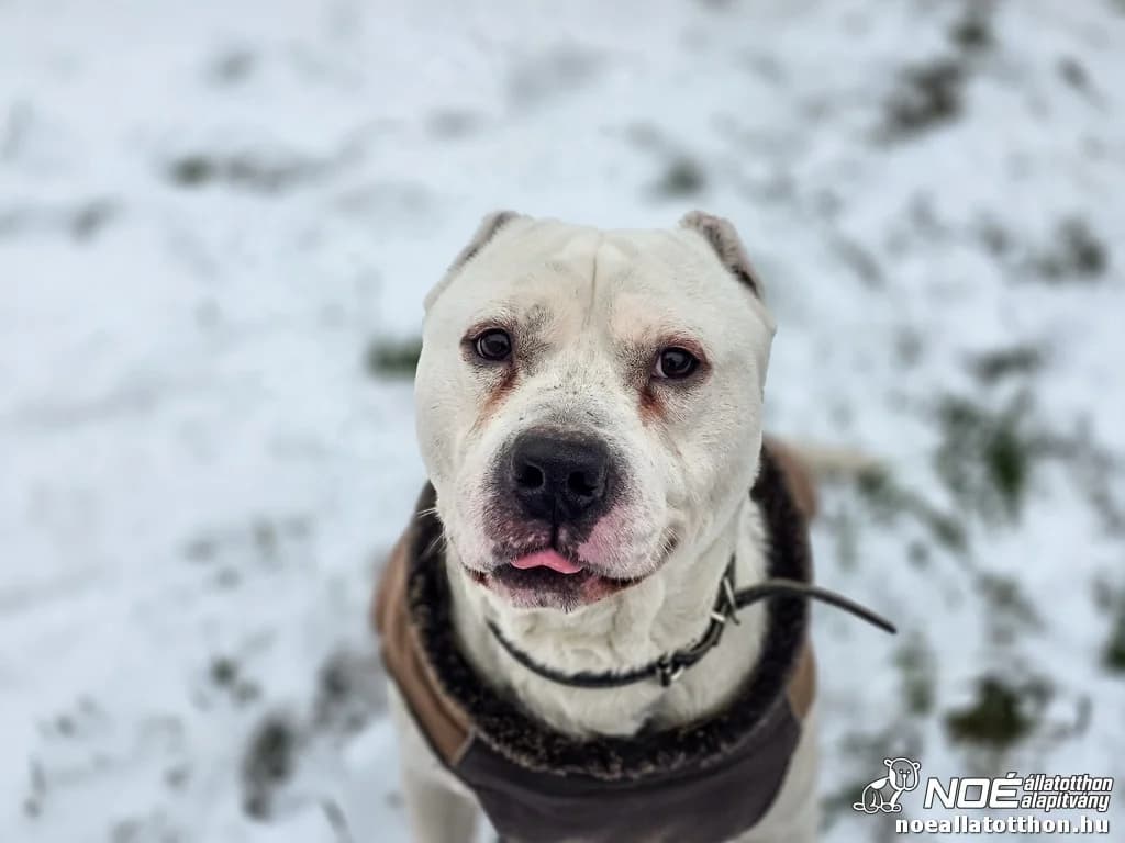 Uno, male 4yo Mixed Breed for adoption at Noah Tierheim Ungarn