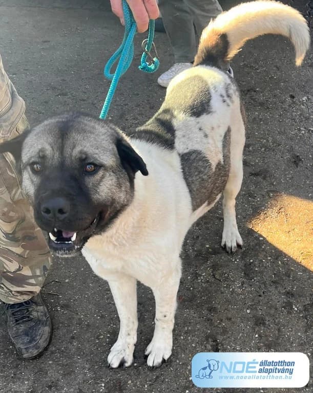 Yuki, female 3yo Akita for adoption at Noah Tierheim Ungarn