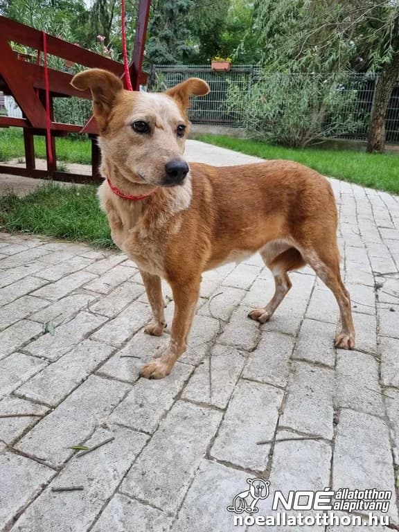 Zana, female 5yo Mixed Breed for adoption at Noah Tierheim Ungarn
