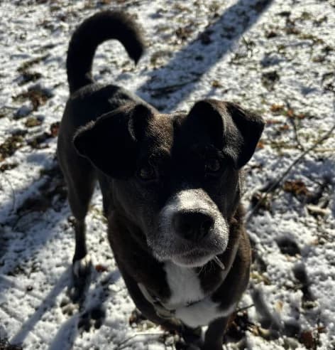 Cosmo (93053), male Mixed Breed for adoption at Nordic Strays e.V.