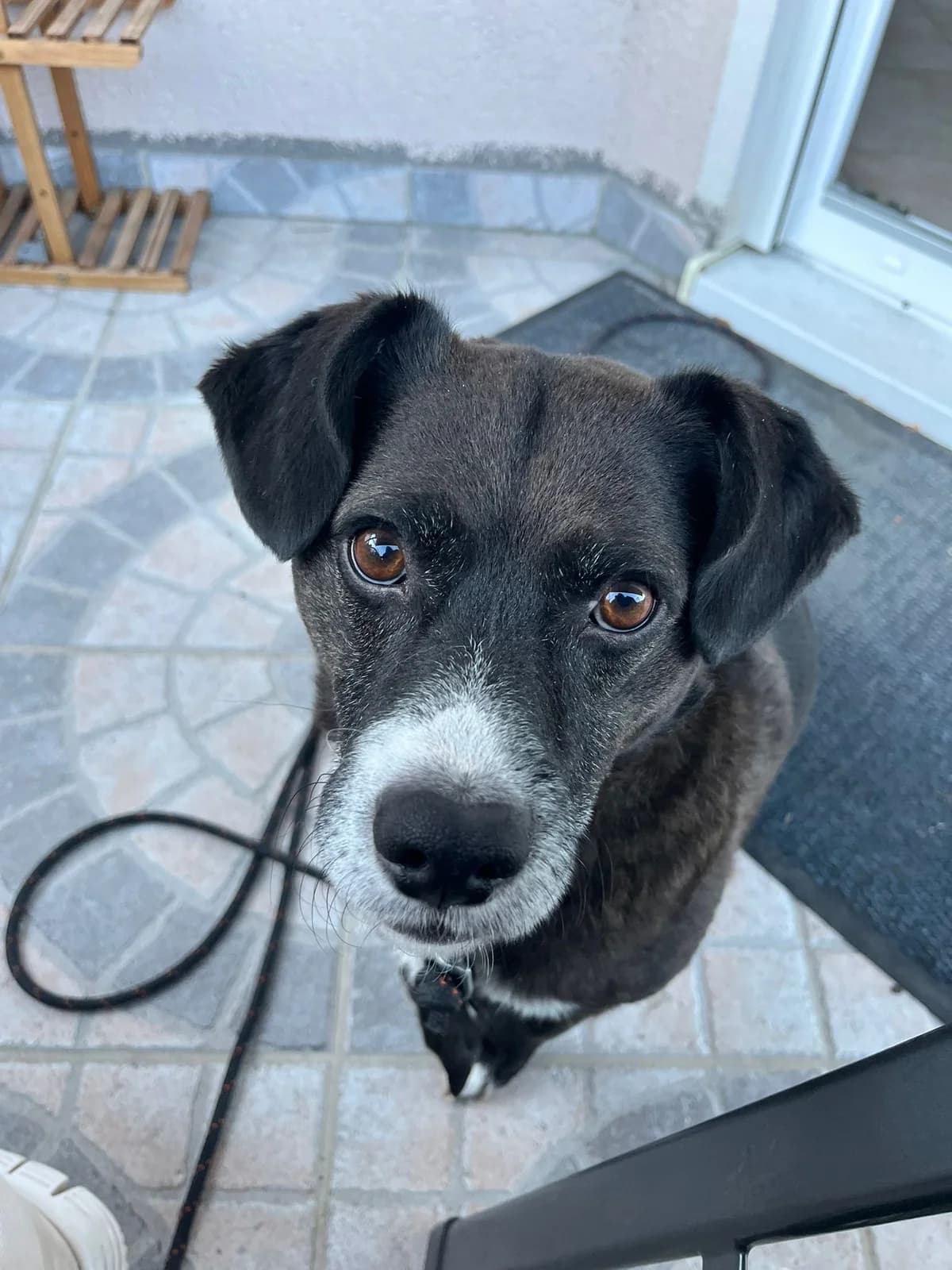 Cosmo (93053), male Mixed Breed for adoption at Nordic Strays e.V. — photo 2 of 32