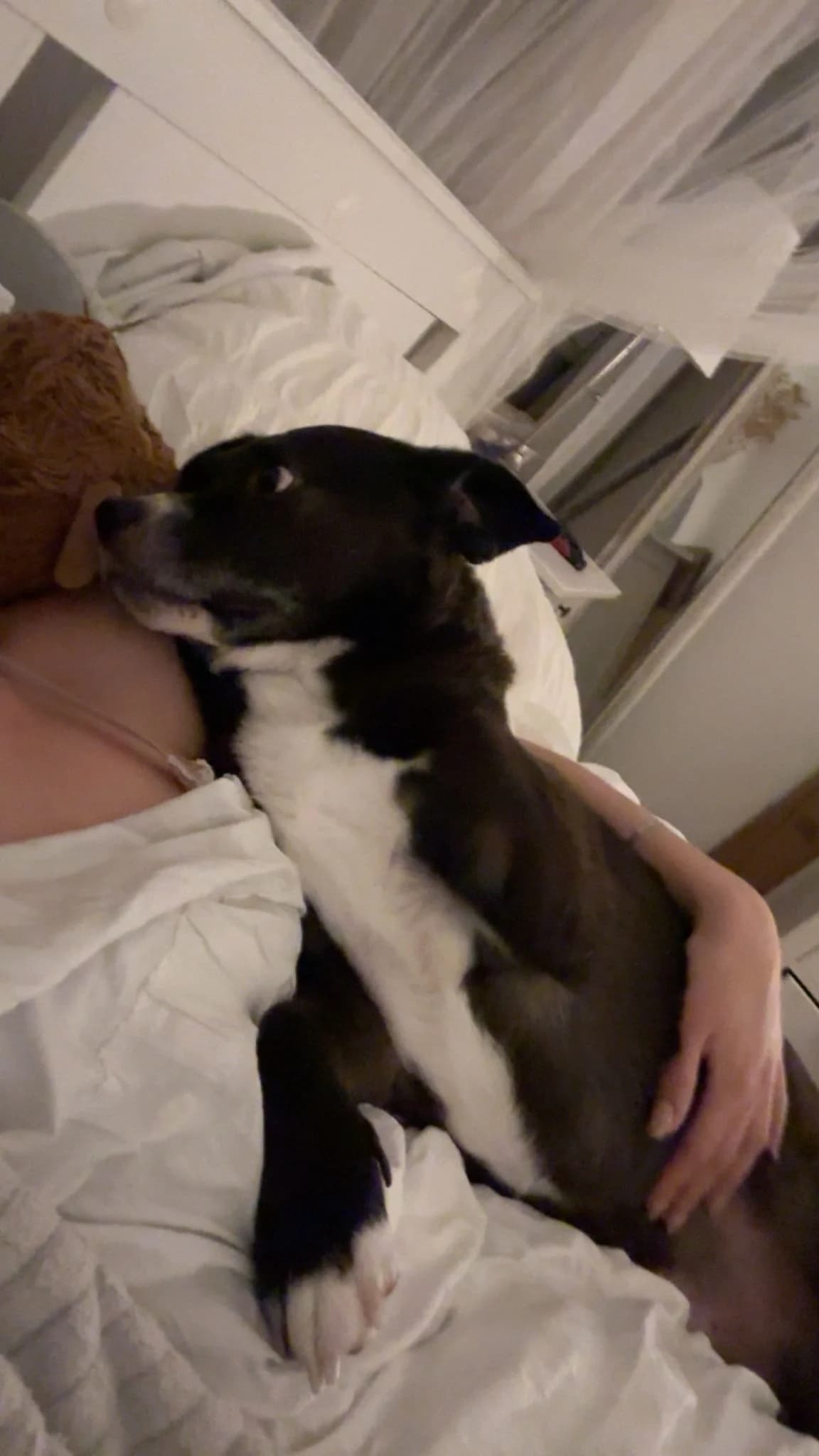 Cosmo (93053), male Mixed Breed for adoption at Nordic Strays e.V. — photo 3 of 32