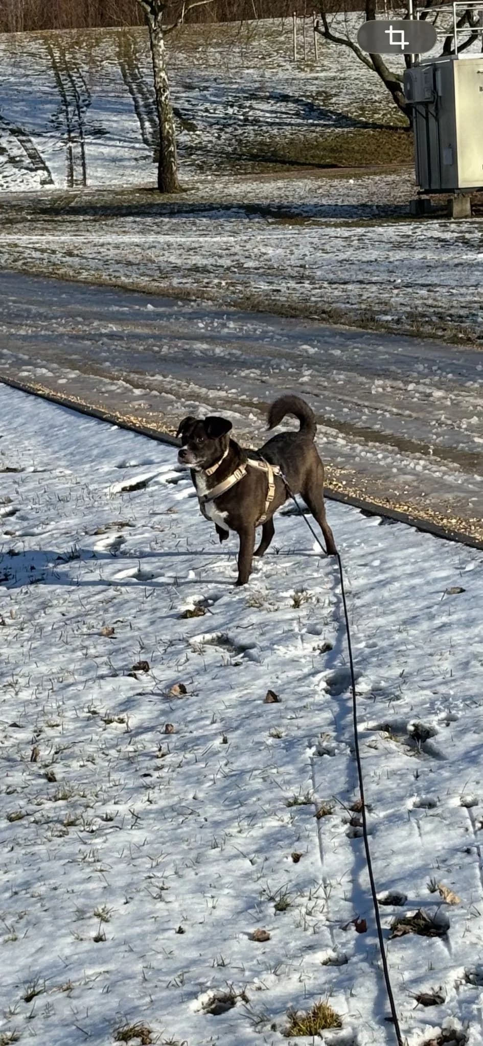 Cosmo (93053), male Mixed Breed for adoption at Nordic Strays e.V. — photo 4 of 32