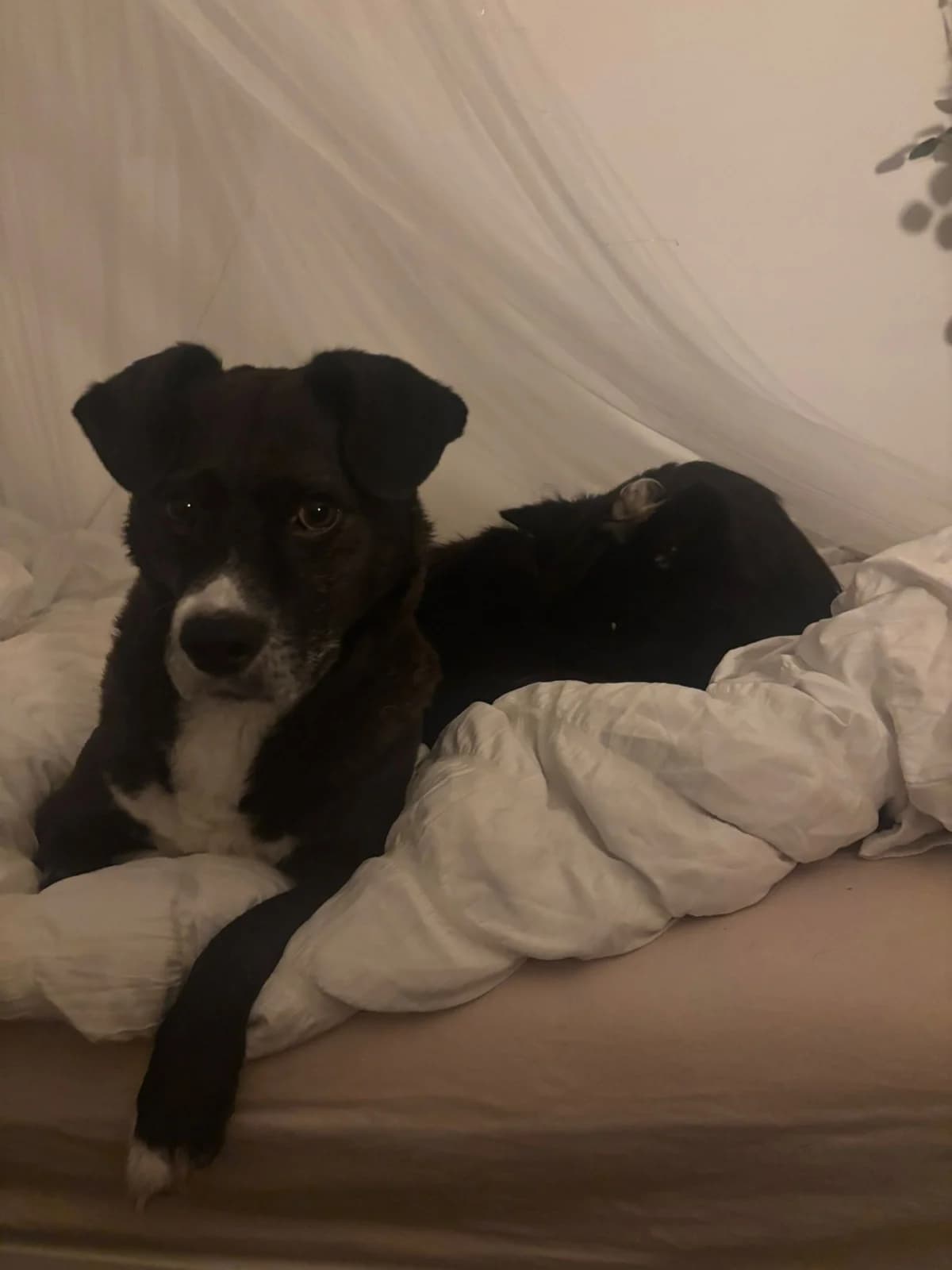 Cosmo (93053), male Mixed Breed for adoption at Nordic Strays e.V. — photo 5 of 32