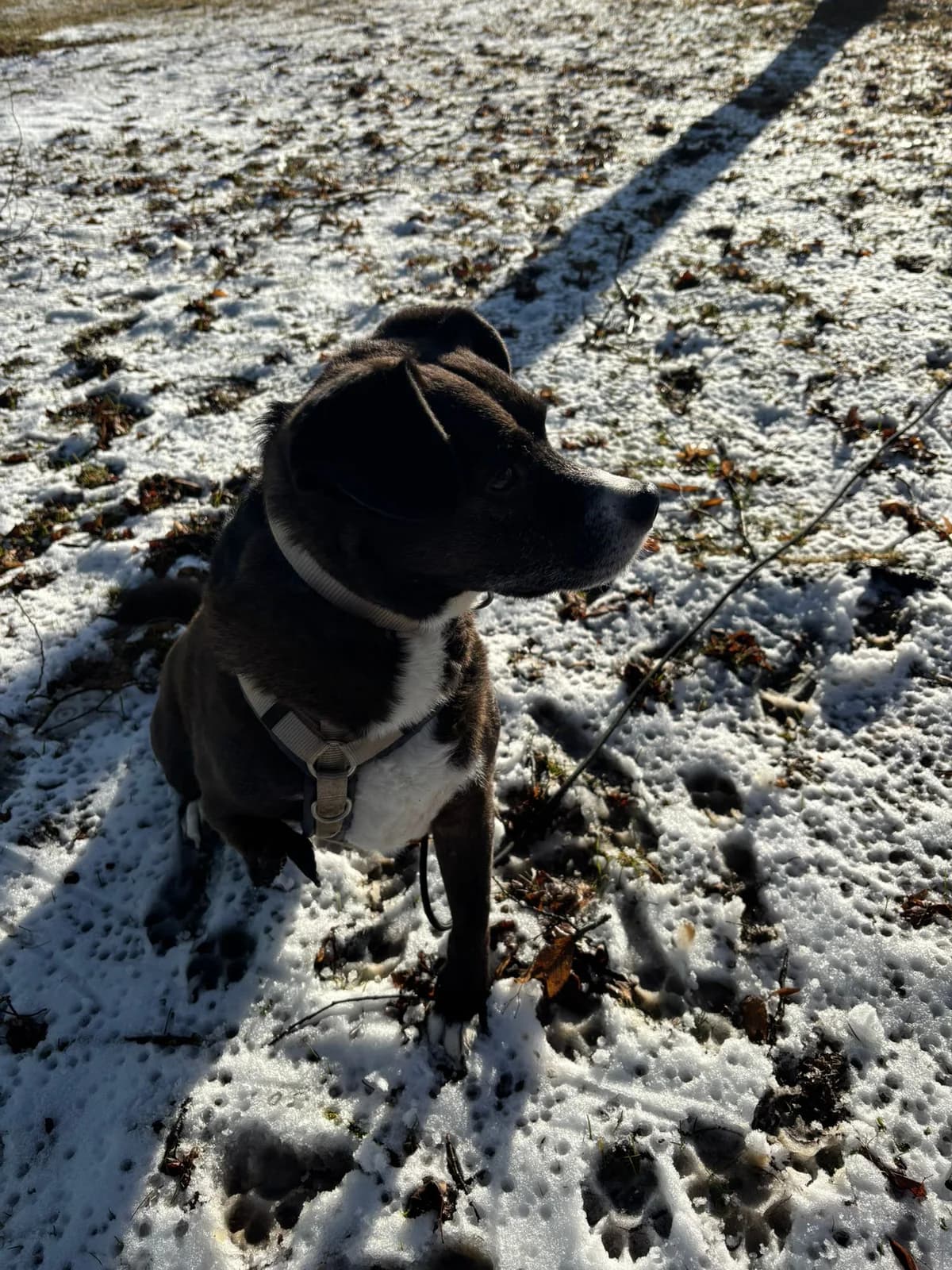 Cosmo (93053), male Mixed Breed for adoption at Nordic Strays e.V. — photo 6 of 32