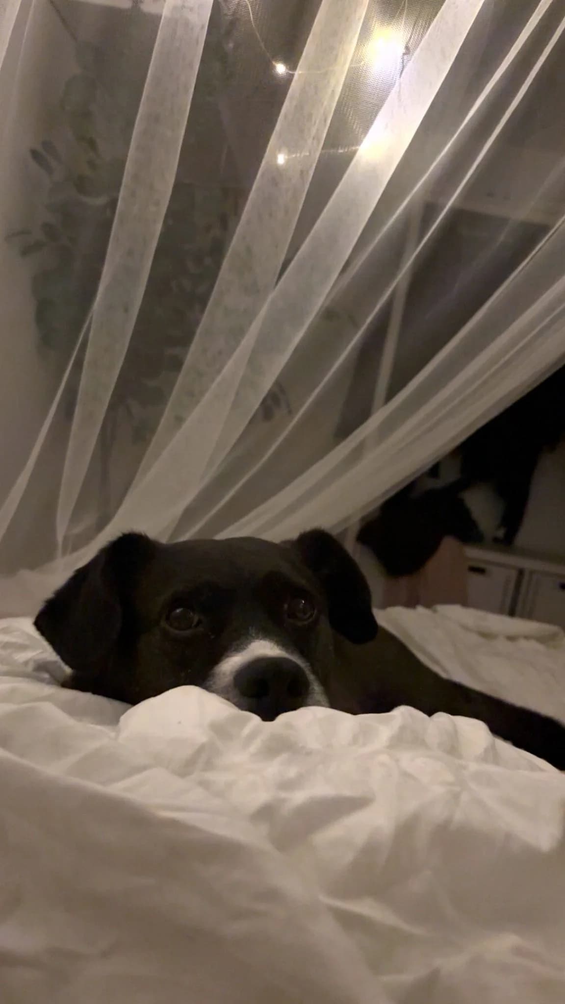 Cosmo (93053), male Mixed Breed for adoption at Nordic Strays e.V. — photo 7 of 32