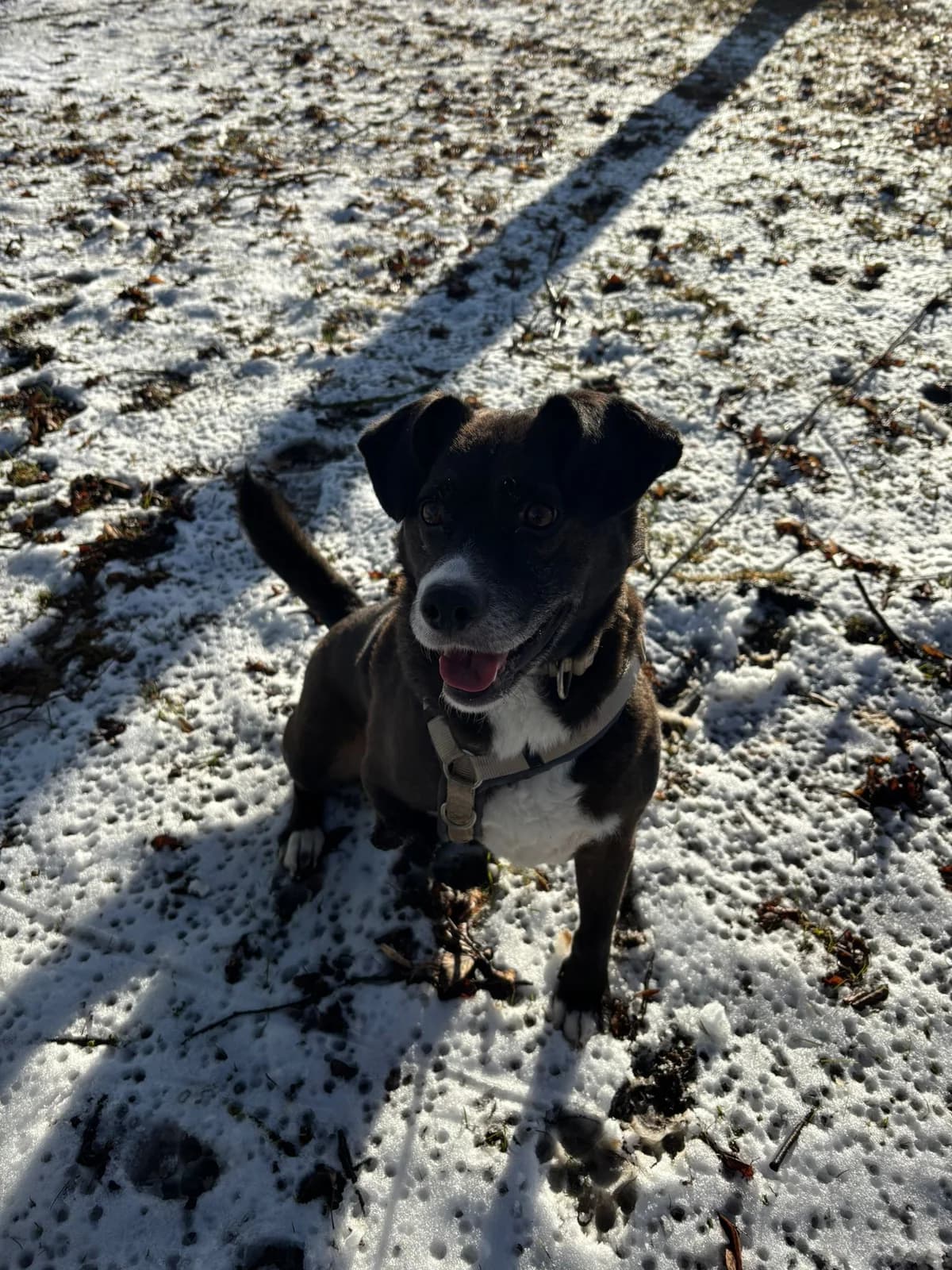 Cosmo (93053), male Mixed Breed for adoption at Nordic Strays e.V. — photo 8 of 32