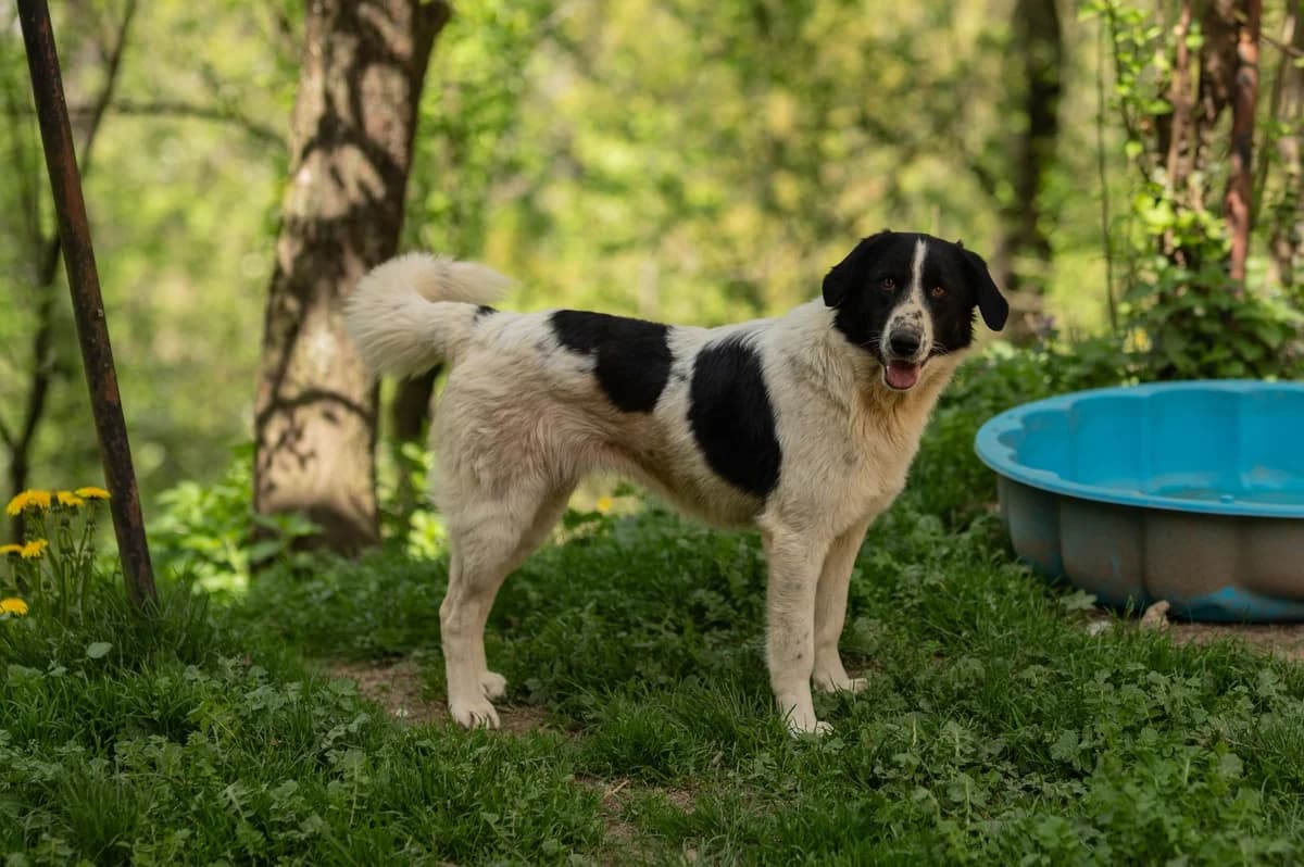 Merry, female Mixed Breed for adoption at Nordic Strays e.V.