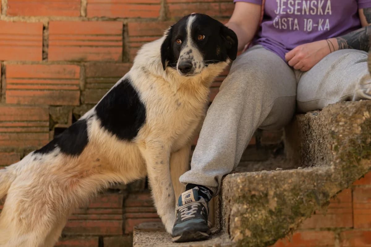 Merry, female Mixed Breed for adoption at Nordic Strays e.V. — photo 2 of 22