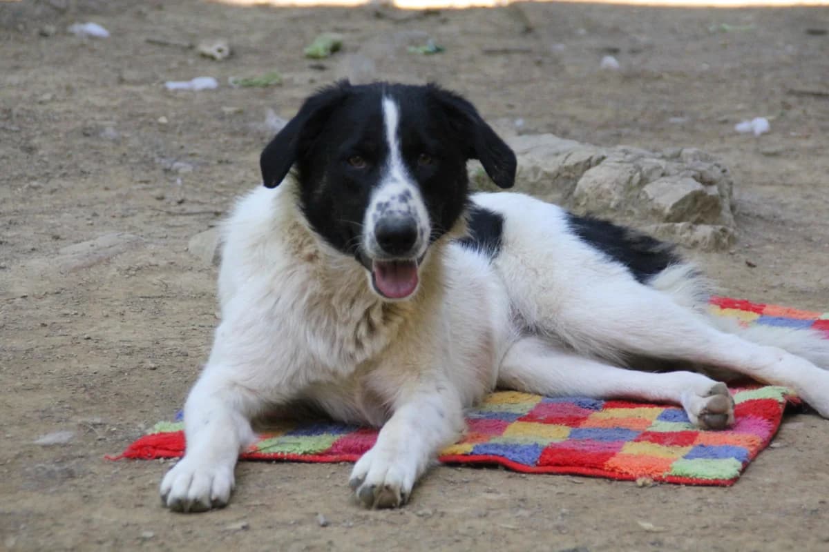 Merry, female Mixed Breed for adoption at Nordic Strays e.V. — photo 3 of 22