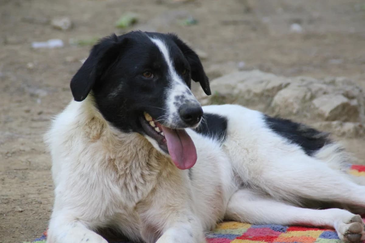 Merry, female Mixed Breed for adoption at Nordic Strays e.V. — photo 4 of 22