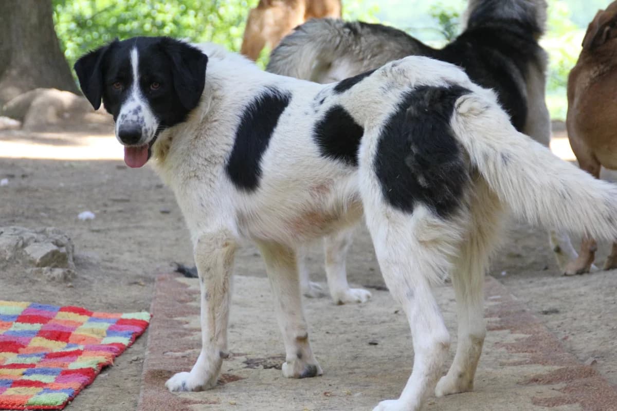 Merry, female Mixed Breed for adoption at Nordic Strays e.V. — photo 5 of 22