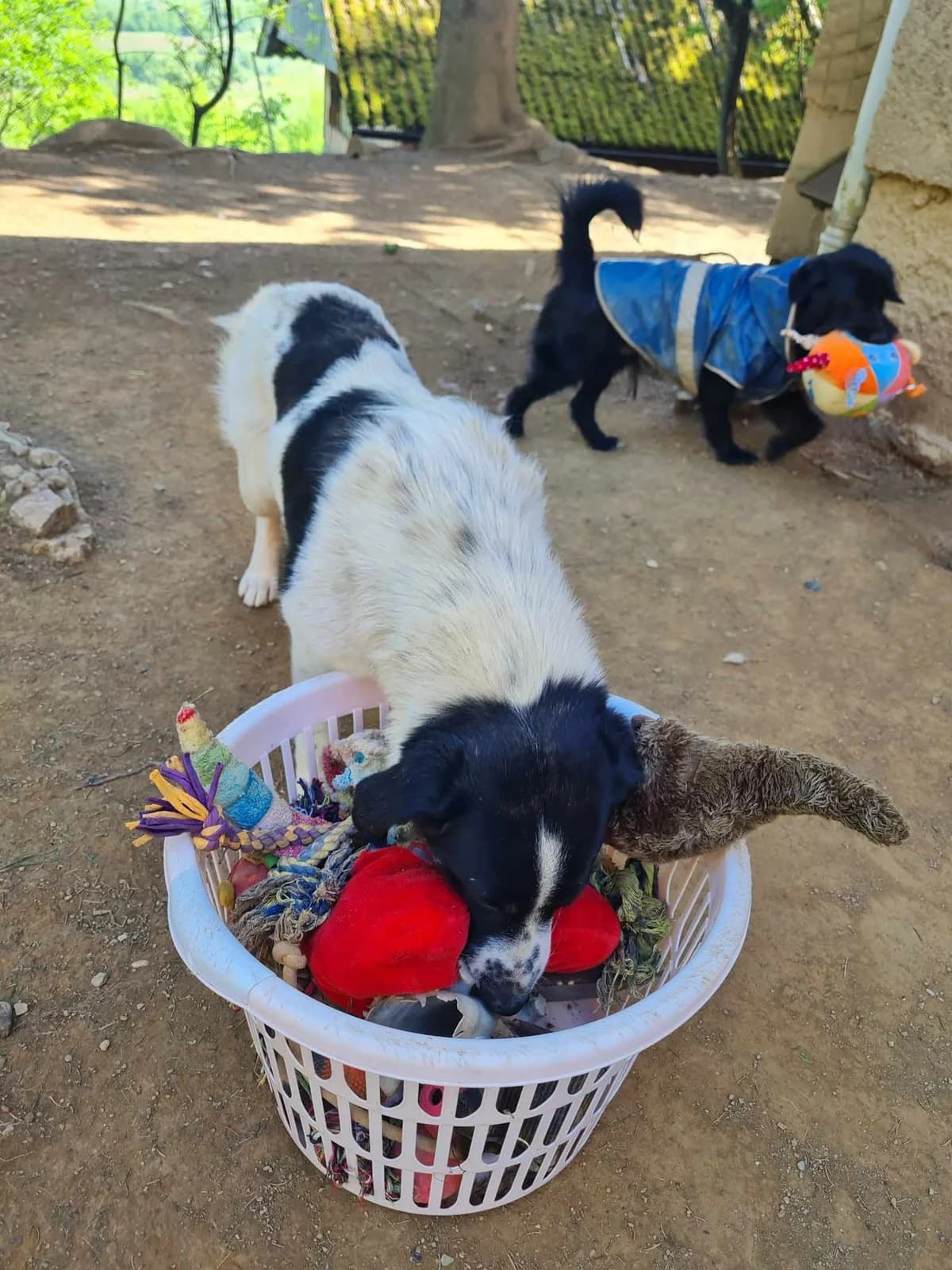 Merry, female Mixed Breed for adoption at Nordic Strays e.V. — photo 6 of 22