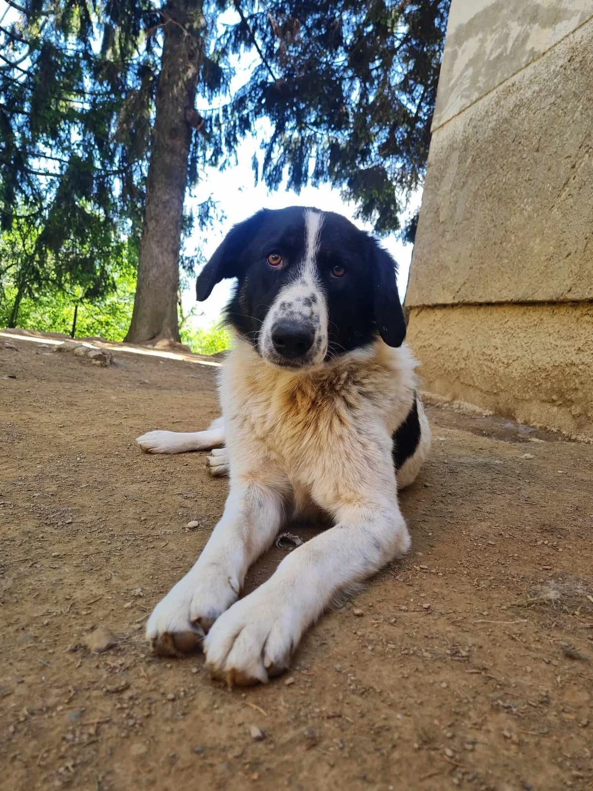 Merry, female Mixed Breed for adoption at Nordic Strays e.V. — photo 7 of 22