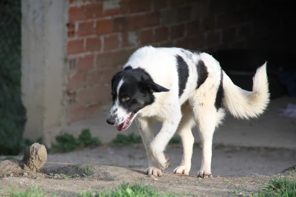 Merry, female Mixed Breed for adoption at Nordic Strays e.V. — photo 8 of 22