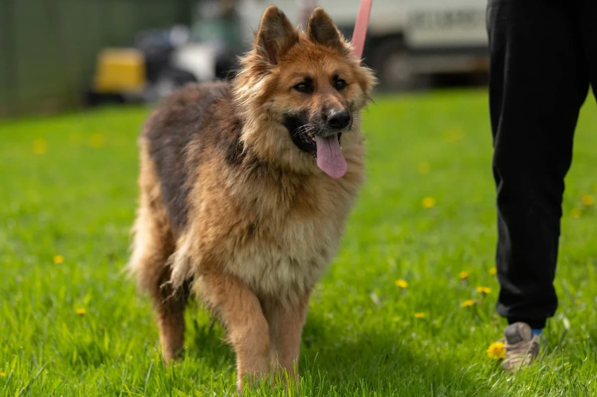 Lora (reserviert), female 4yo German Shepherd for adoption at Nordic Strays e.V.