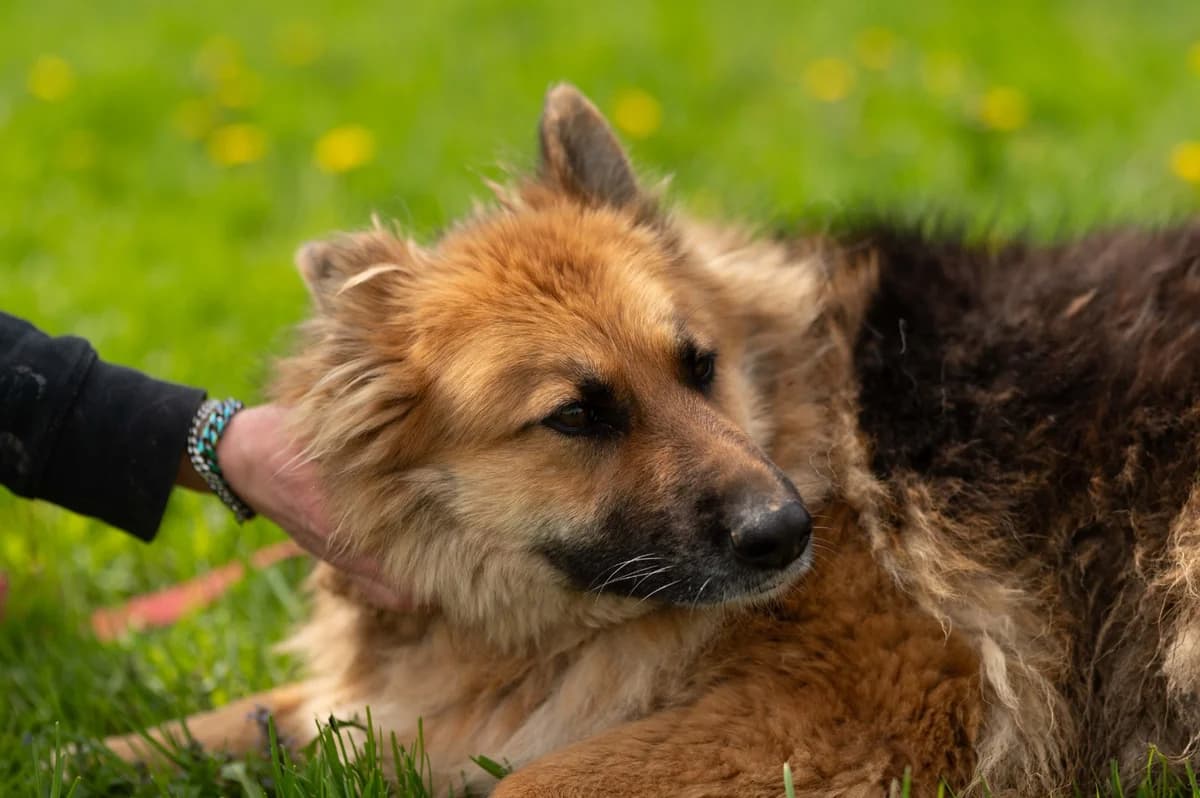 Lora (reserviert), female German Shepherd for adoption at Nordic Strays e.V. — photo 2 of 44