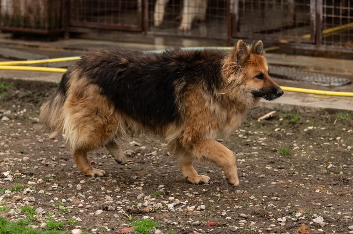 Lora (reserviert), female German Shepherd for adoption at Nordic Strays e.V. — photo 3 of 44