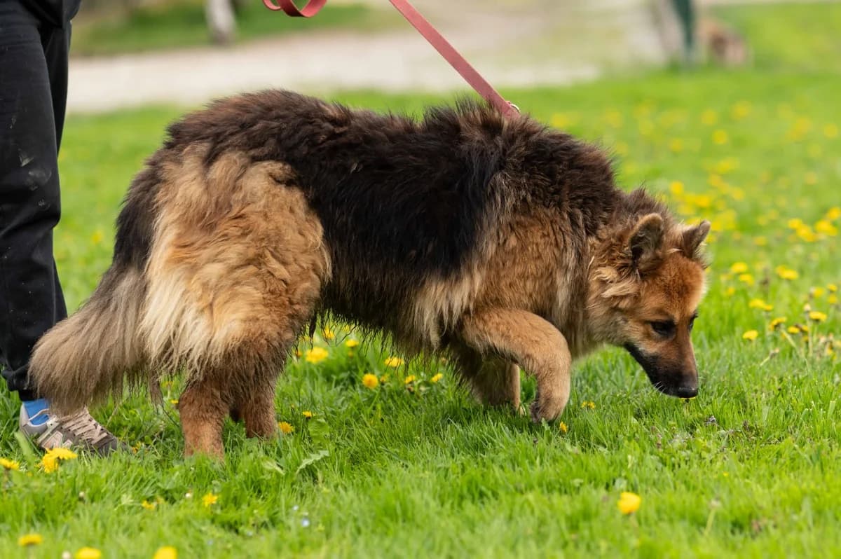 Lora (reserviert), female German Shepherd for adoption at Nordic Strays e.V. — photo 4 of 44