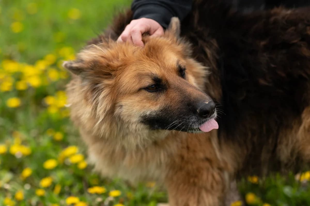 Lora (reserviert), female German Shepherd for adoption at Nordic Strays e.V. — photo 5 of 44