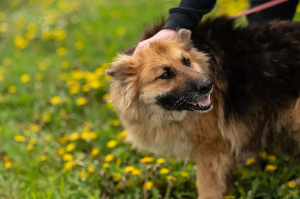 Lora (reserviert), female German Shepherd for adoption at Nordic Strays e.V. — photo 6 of 44