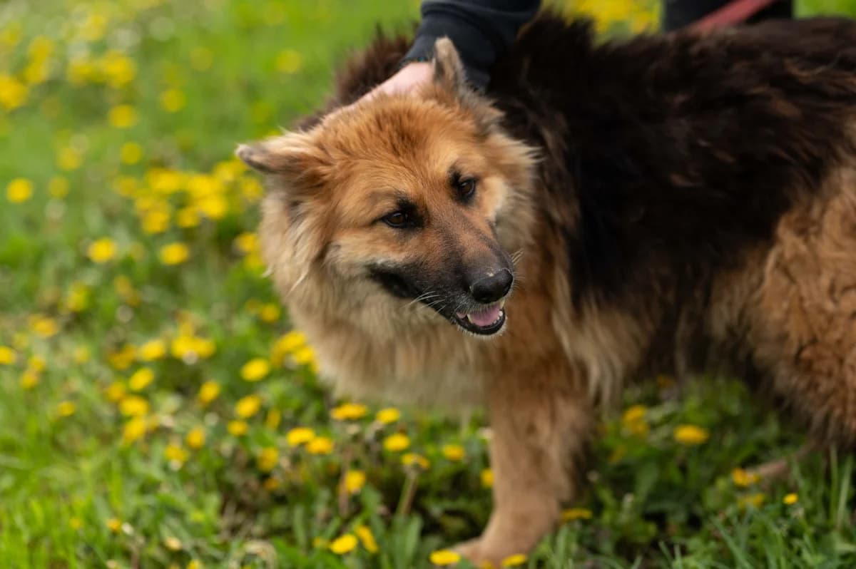 Lora (reserviert), female German Shepherd for adoption at Nordic Strays e.V. — photo 7 of 44