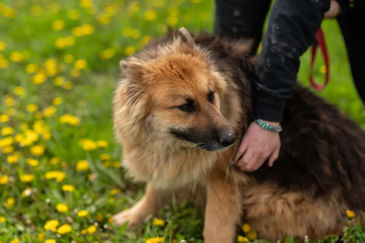 Lora (reserviert), female German Shepherd for adoption at Nordic Strays e.V. — photo 8 of 44