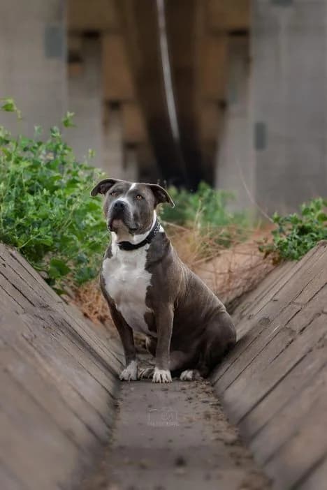 Otto, male senior Staffordshire Bull Terrier for adoption at Nordic Strays e.V.