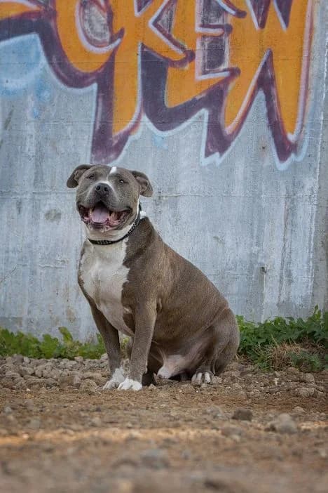 Otto, male Staffordshire Bull Terrier for adoption at Nordic Strays e.V. — photo 2 of 6