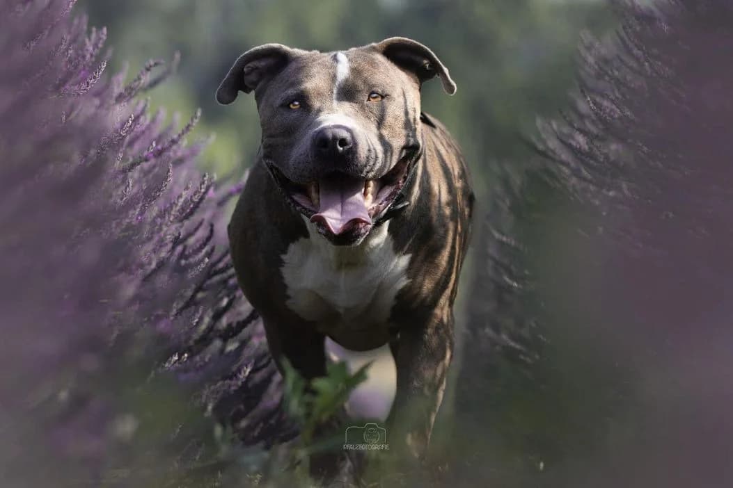 Otto, male Staffordshire Bull Terrier for adoption at Nordic Strays e.V. — photo 3 of 6