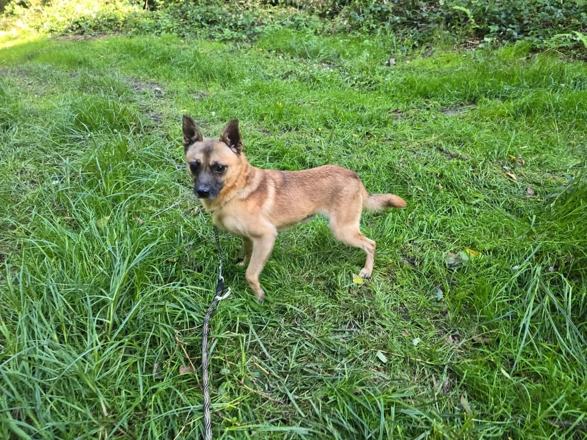 Marlo (56424), male Mixed Breed for adoption at Nordic Strays e.V. — photo 2 of 17