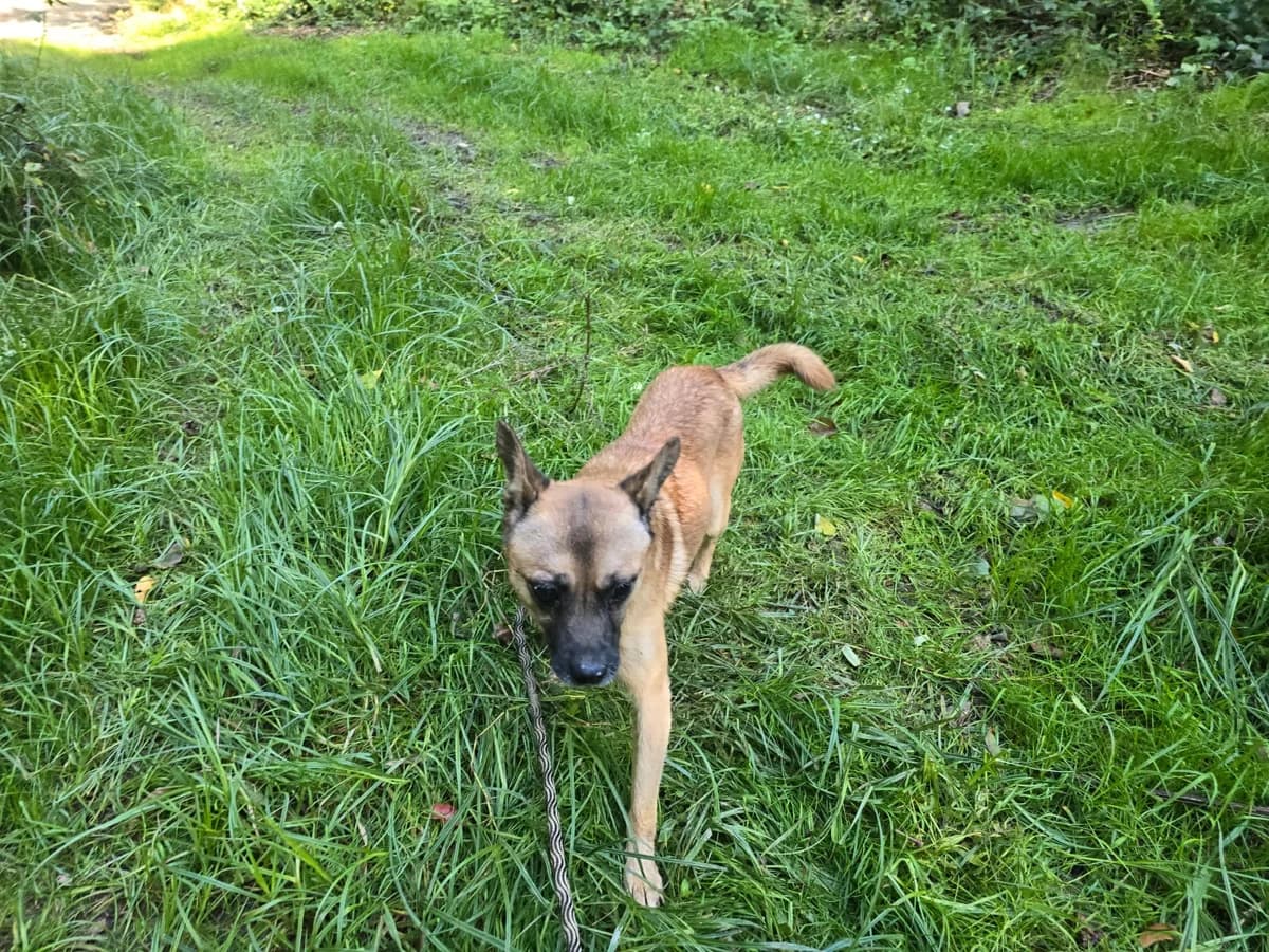 Marlo (56424), male Mixed Breed for adoption at Nordic Strays e.V. — photo 3 of 17