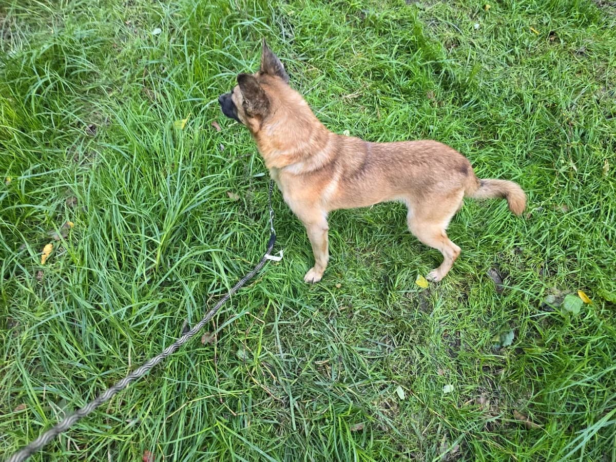 Marlo (56424), male Mixed Breed for adoption at Nordic Strays e.V. — photo 4 of 17