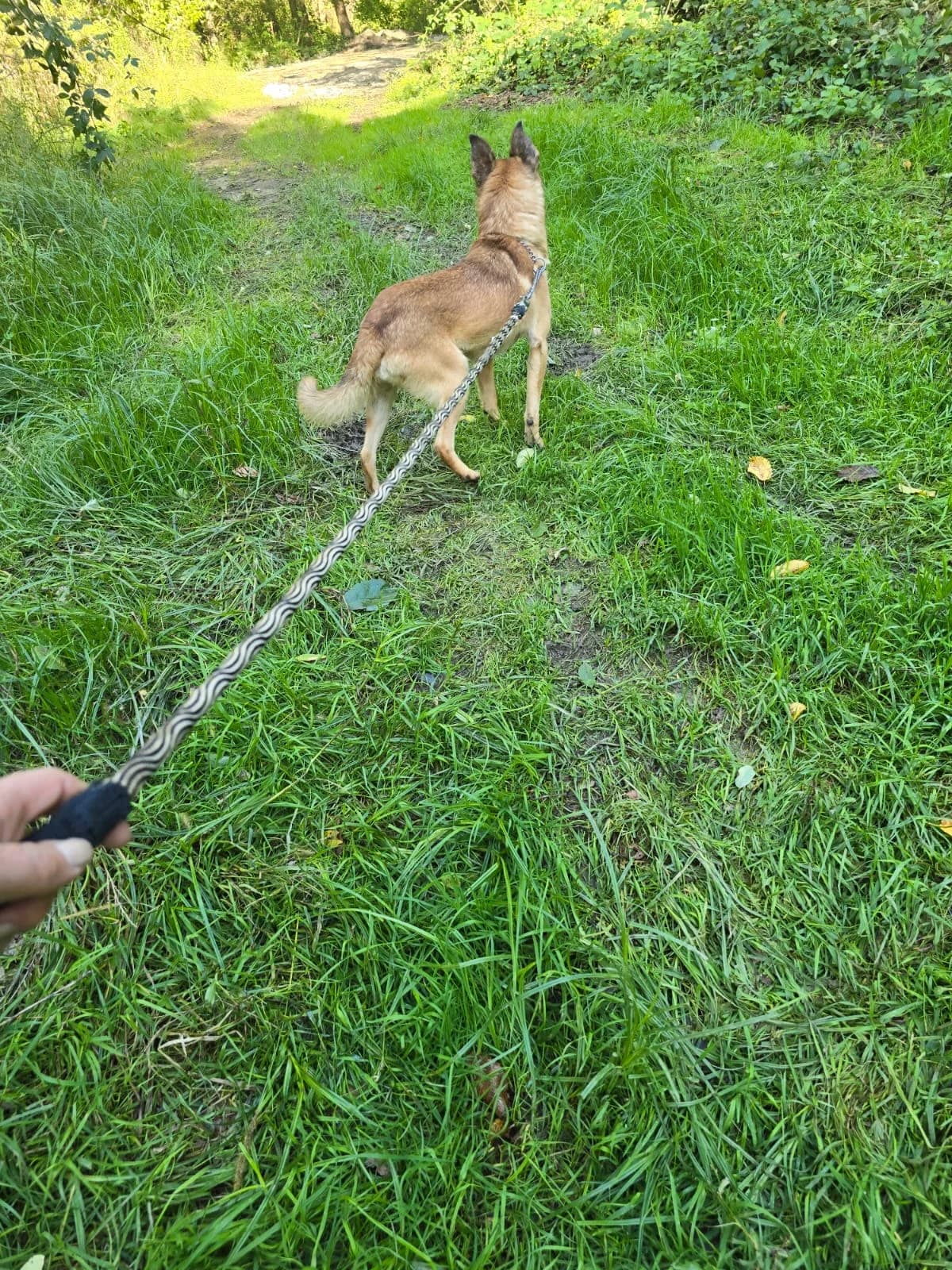 Marlo (56424), male Mixed Breed for adoption at Nordic Strays e.V. — photo 6 of 17