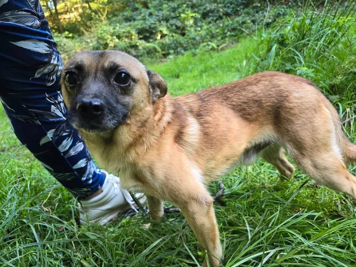 Marlo (56424), male Mixed Breed for adoption at Nordic Strays e.V. — photo 7 of 17