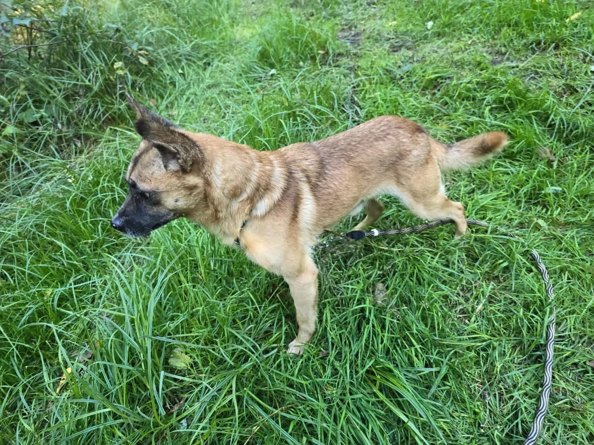 Marlo (56424), male Mixed Breed for adoption at Nordic Strays e.V. — photo 8 of 17