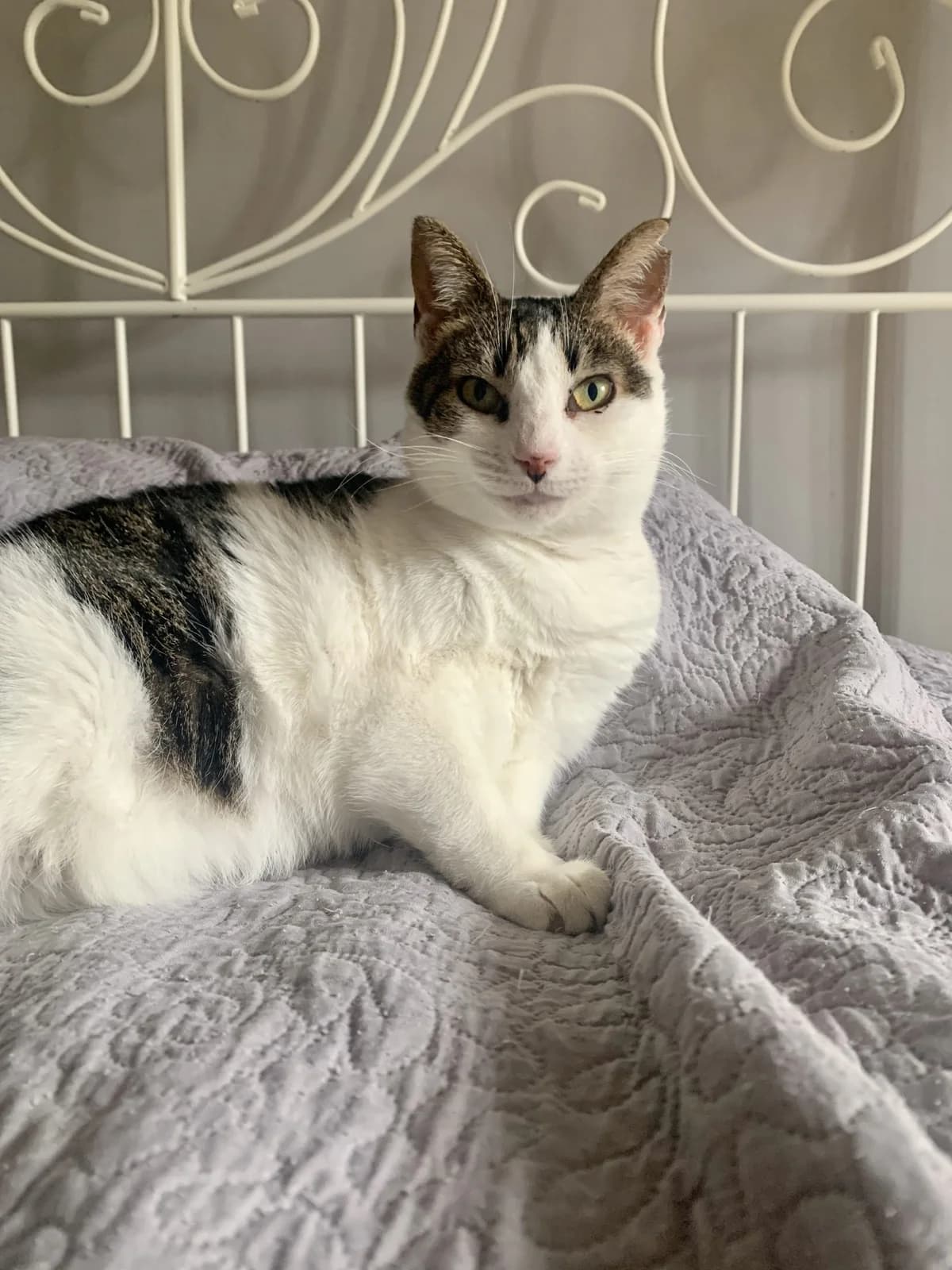 Roxy, male Mixed Breed for adoption at Nordic Strays e.V.